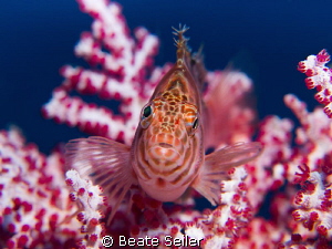 Hawkfish, taken at Alam Batu Housereef by Beate Seiler 